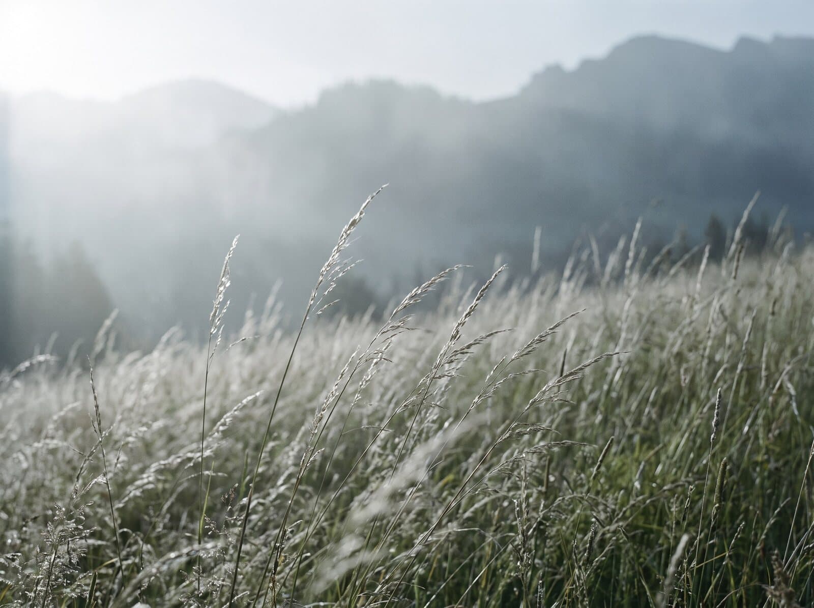 Hohes Wiesengras, das sich im Wind neigt, dahinter Hügel im Morgendunst